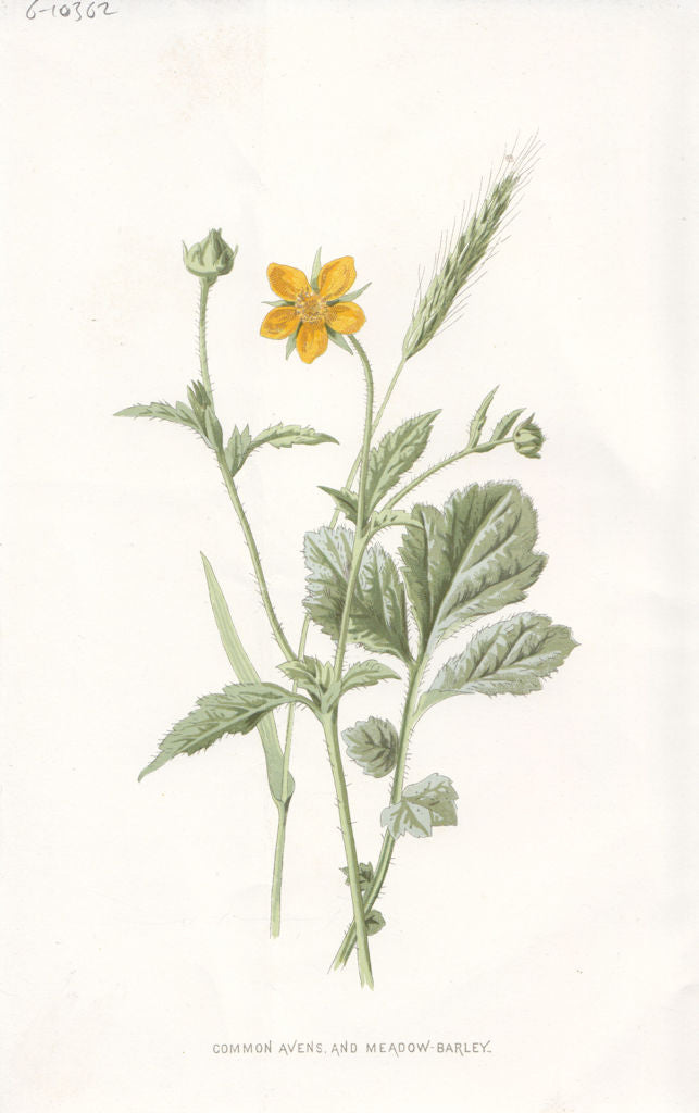 FLOWERS. Common Wood Avens & Meadow Barley c1895 old antique print picture